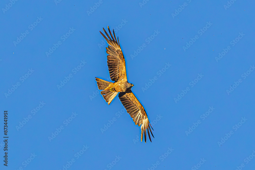 Sticker eagle in flight