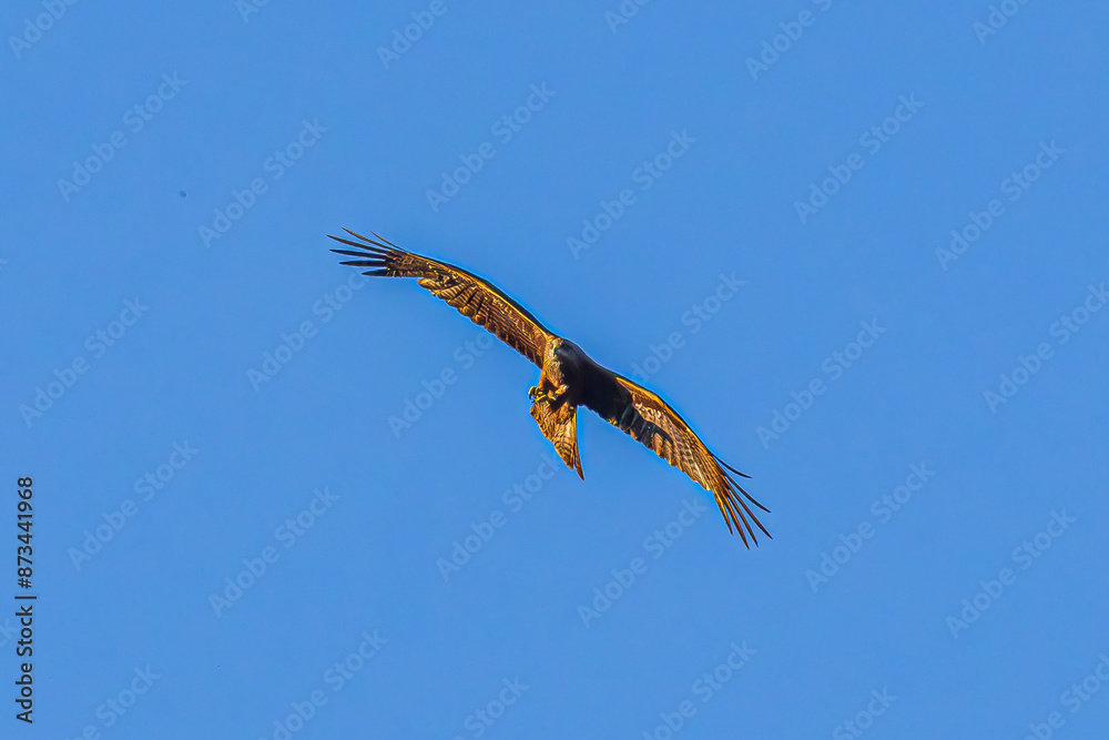 Sticker eagle in flight