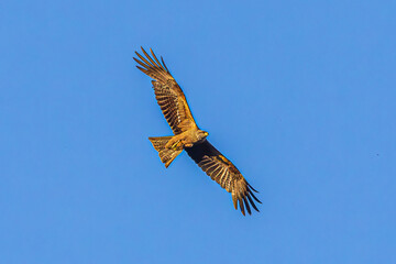 eagle in flight