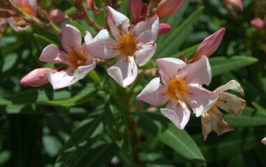 Muchisima variedad de flores en Miami Beach,tener sol casi todo el año y temperaturas altas,favorecen su crecimiento.
