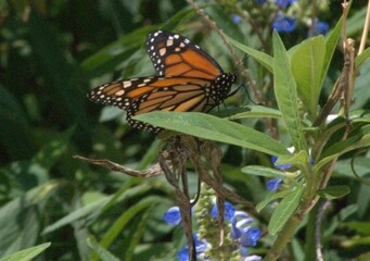 Una bella mariposa disfruta del clima calido de la Florida!