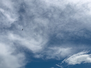storm clouds and bird in flight