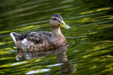 A duck is swimming in the lake