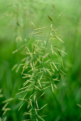 delikatna zielona roślinka na zielonym rozmytym tle