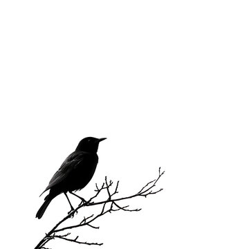 recommend clip art: A solitary blackbird perched on a bare branch, silhouetted against a stark white background, capturing a serene and minimalistic nature scene.