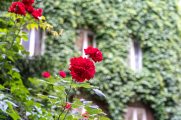 Red rose closeup, romantic blossom on blurred background