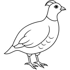 Bird Vector Illustration