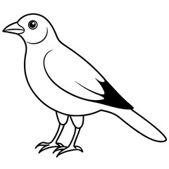 Bird Vector Illustration