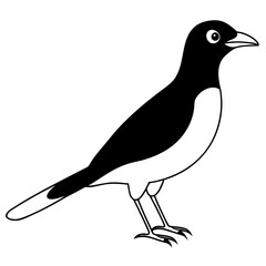 Bird Vector Illustration