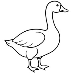 Bird Vector Illustration