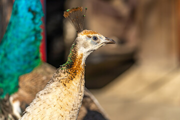 Close -up of Indian Peafowl (Pavo cristatus)