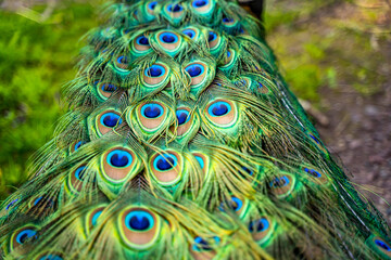 Obraz premium Beautiful peacock tail close-up. Peacock feathers background.