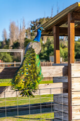 Obraz premium The male peacock stands on the fence on the farm. 