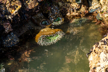 Starburst anemone (Sunburst anemone) in the Pacific Ocean.  Sea ​​Anemone under the water.