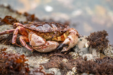 Close-up of Red Rock Crab (Cancer Productus) 