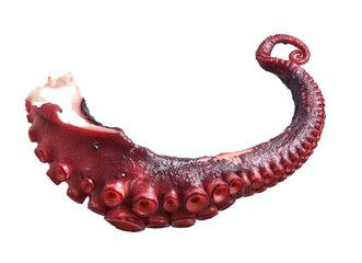 Close-up of a single isolated red octopus tentacle against a white background. © Krakenimages.com