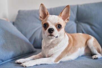 Close-up of a beige chihuahua lying on a blue couch, looking curiously at the camera with expressive eyes.