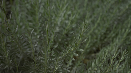 Close-up of vibrant green lavender lavandula plants in a garden