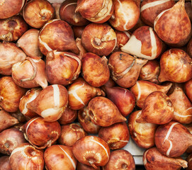 Close-up of numerous fresh tulip bulbs in natural earthy tones, filling the frame with their unique textures.