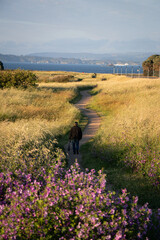 path to the sea man walking at sunset with dog