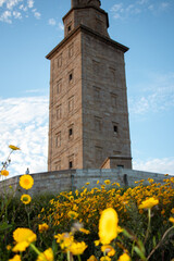 sunflower field with sky Torre de Hércules A Coruña lighthouse at sunset