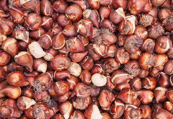 Close-up view of numerous fresh tulip bulbs displayed for gardening and spring planting.