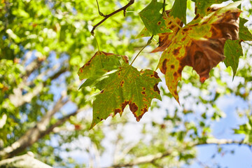 Close-up of vibrant autumn leaves against a blurred blue sky and green foliage background, conveying seasonal change.