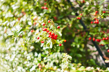 Close-up of vibrant red berries and green leaves on a cotoneaster hedge under sunlight, depicting a natural, lush background.