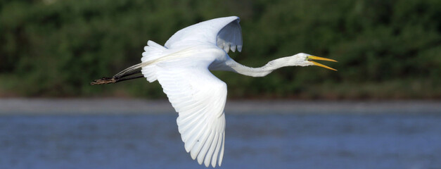 Garça-branca-grande em voo rasante sobre a lagoa da Ponte Preta - Maricá - RJ 
