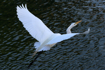 Uma garça branca gigante sobrevoando o canal de Ponta Negra - Maricá - RJ