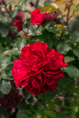 Rosa Hansaland, an ornamental garden plant with semi-double, charming bright red flowers