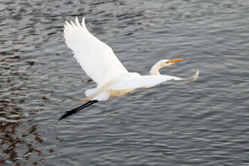 Uma garça branca gigante sobrevoando o canal de Ponta Negra - Maricá - RJ