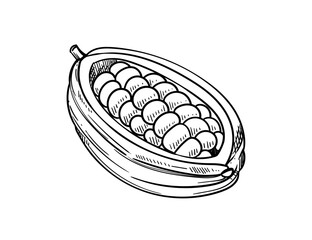 Cocoa bean seed hand drawn sketch. Cooking ingredient for chocolate vector illustration