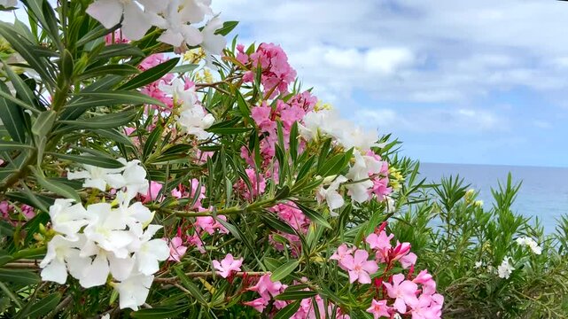 Blooming Nerium oleander with beautiful pink and white flowers commonly known as oleander or rosebay on blurred ocean water background in Tenerife,Canary Islands,Spain.