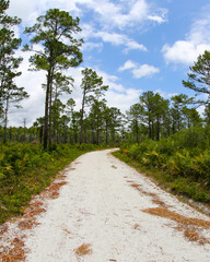 Trail in the Guana Tolomato Matanzas National Estuarine Research Reserve