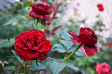 red roses in garden