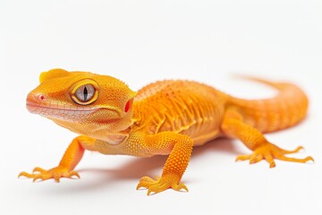 Obraz premium the beside view Ensatina, left side view, white copy space on right, dutch angle view, isolated on white background