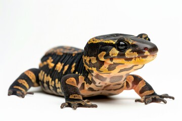 Obraz premium the beside view Tiger Salamander, left side view, white copy space on right, isolated on white background