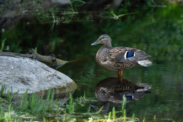 A mottled brown duck stands by a rock, her image reflected on the still water.