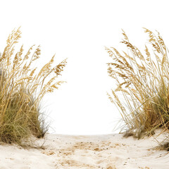 beach grass and sand dunes in the sand on the png background