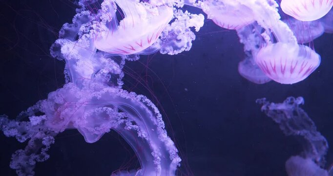Beautiful jellyfishes in ocean. Medusas swims underwater. Beautiful cinema 4K Slow Motion video