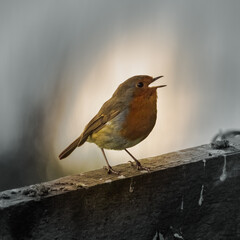 Robin, high separation from background, darken back ground