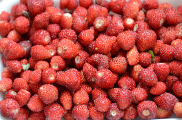 Wild strawberries background. Closeup of heap of ripe wild strawberries