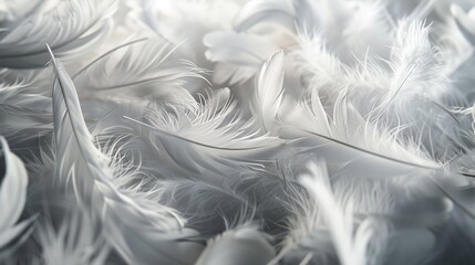 Fototapeta premium Abstract depiction of fluffy white feathers on a pile of feathers.