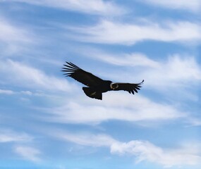 The Condor, best known as the Chilean national bird