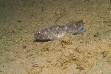  Male black goby (Gobius niger) in Mediterranean Sea - Alghero, Sardinia. Italy