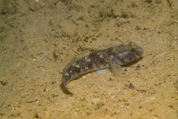  Male black goby (Gobius niger) in Mediterranean Sea - Alghero, Sardinia. Italy
