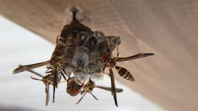 4k 23-second clip of  Yellowjackets, Yellow Jackets hatch