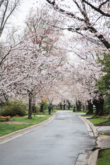 Naklejka premium Cherry Blossoms in Kenwood