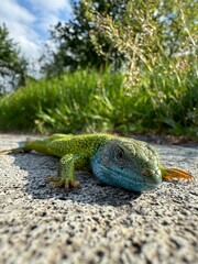 A close-up of a green lizard crawling along a road, with green grass in the background.